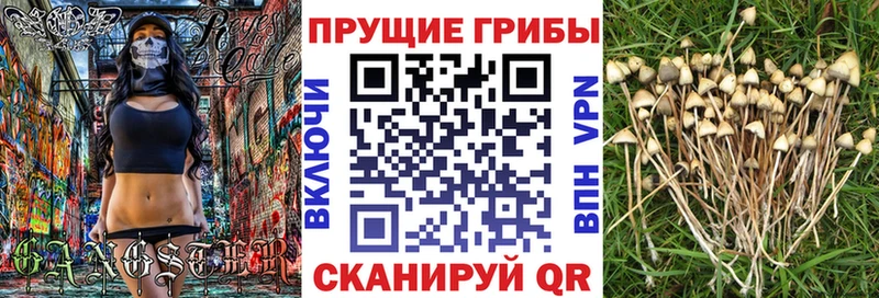 Псилоцибиновые грибы Psilocybe  Волжский 